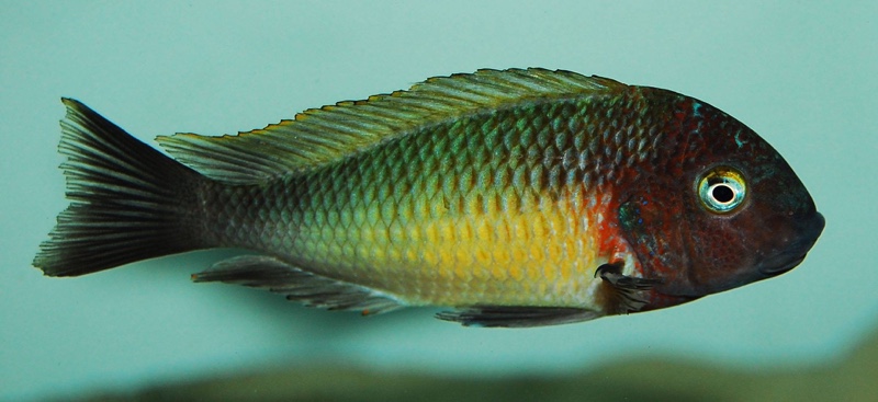 Tropheus moorii 'Musanga'